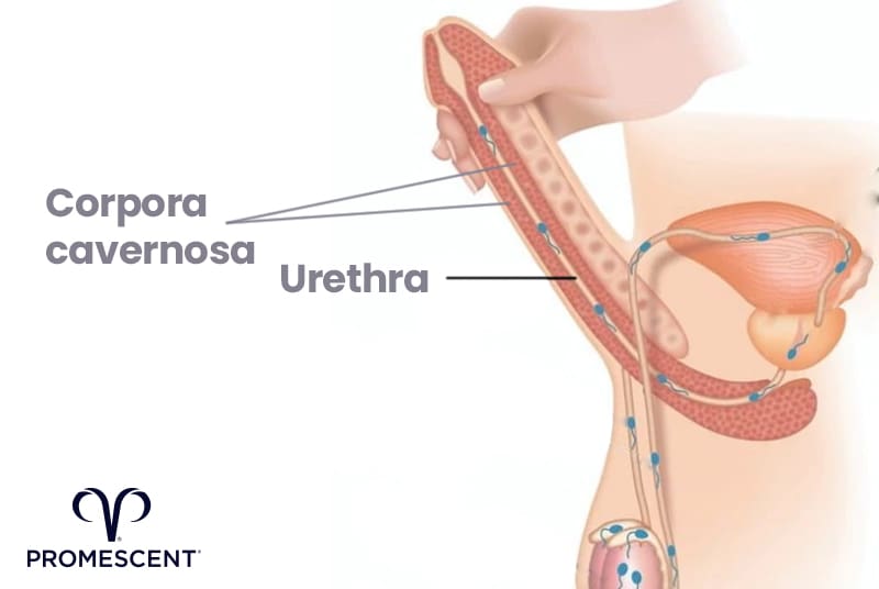 Illustration of the anatomy of the human penis