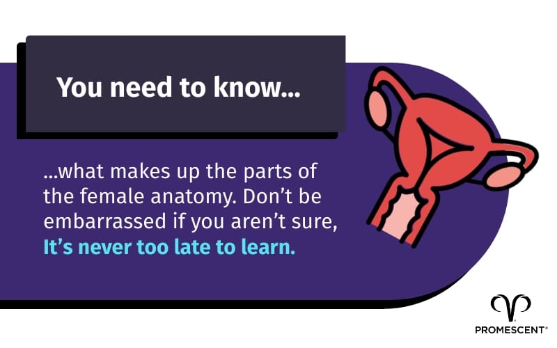 What you need to know about the female anatomy