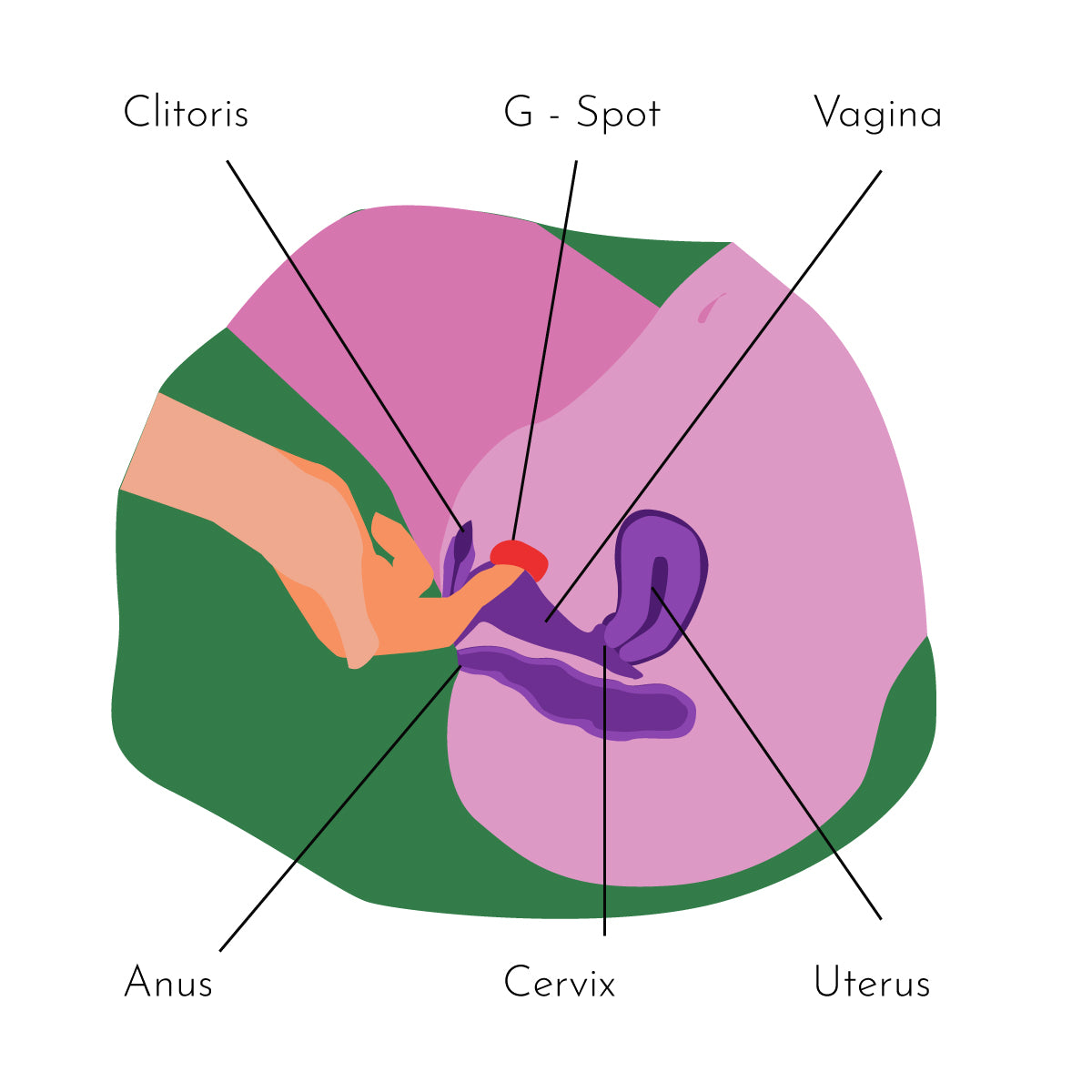 G-spot location diagram