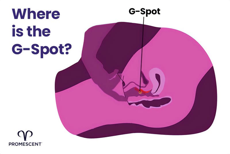 Location of the g spot inside the vagina