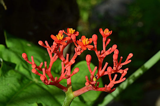 Korean red ginseng for erectile dysfunction