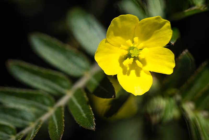 Tribulus Terrestris to increase libido