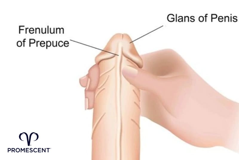 Where on the penis to apply Playboy wipes