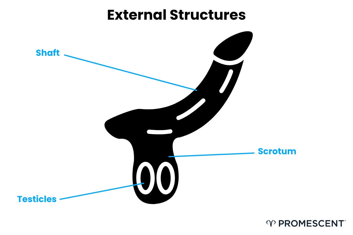 External structures of the male anatomy.