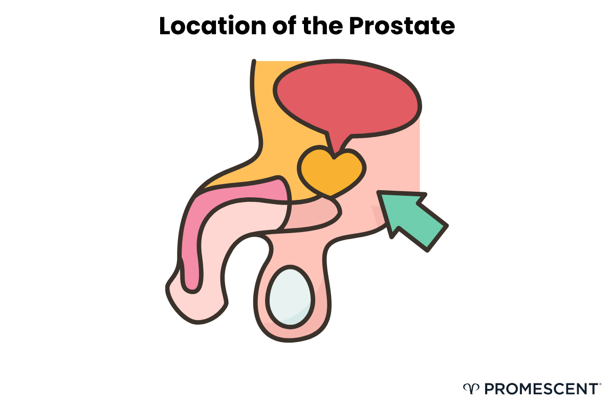 Location of the prostate gland.