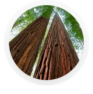 Two tall trees growing right next to each other