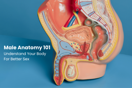 Male Sexual Anatomy 101: How Understanding Your Body Leads to Better Sex